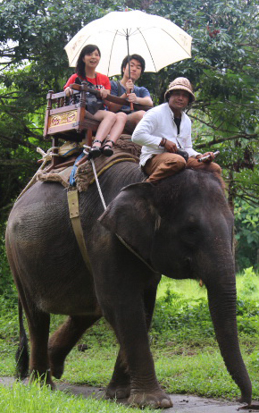balielephant